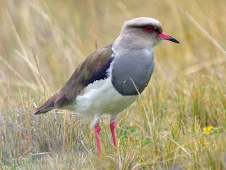  - Andean Lapwing