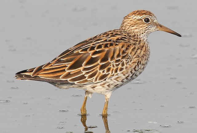 Adult Sharp-tailed Sandpiper. - Sharp-tailed Sandpiper - 