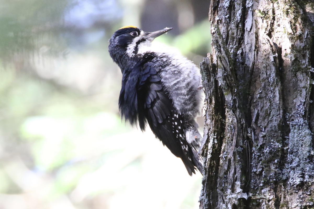 Black-backed Woodpecker - ML107071001