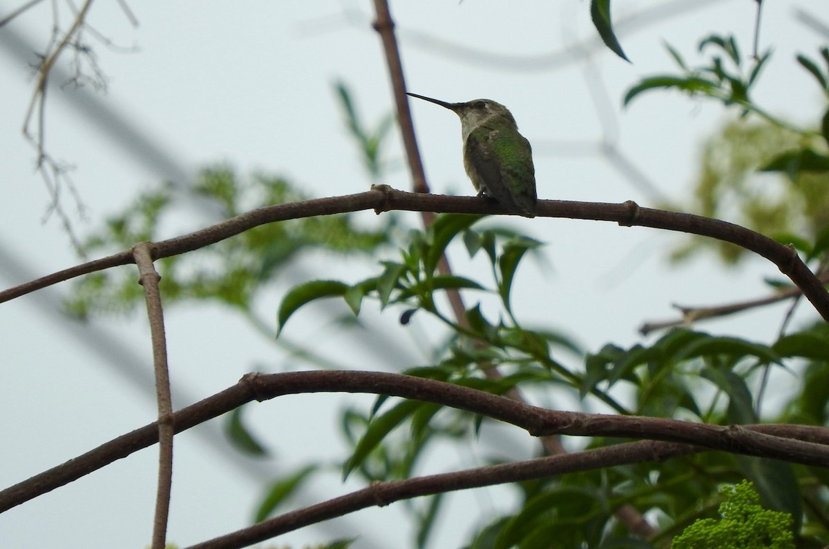 Anna's Hummingbird - ML107076831
