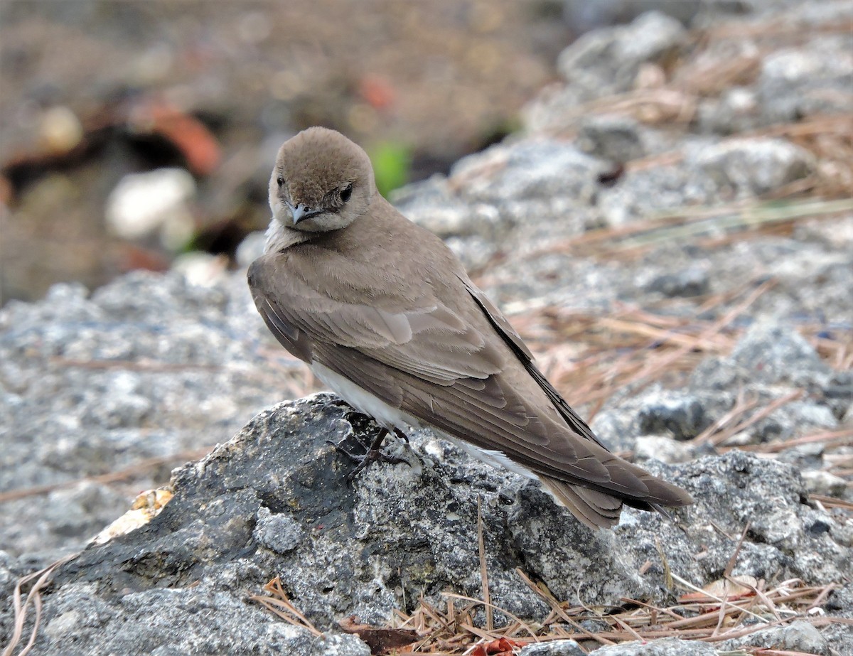 Northern Rough-winged Swallow - ML107077851
