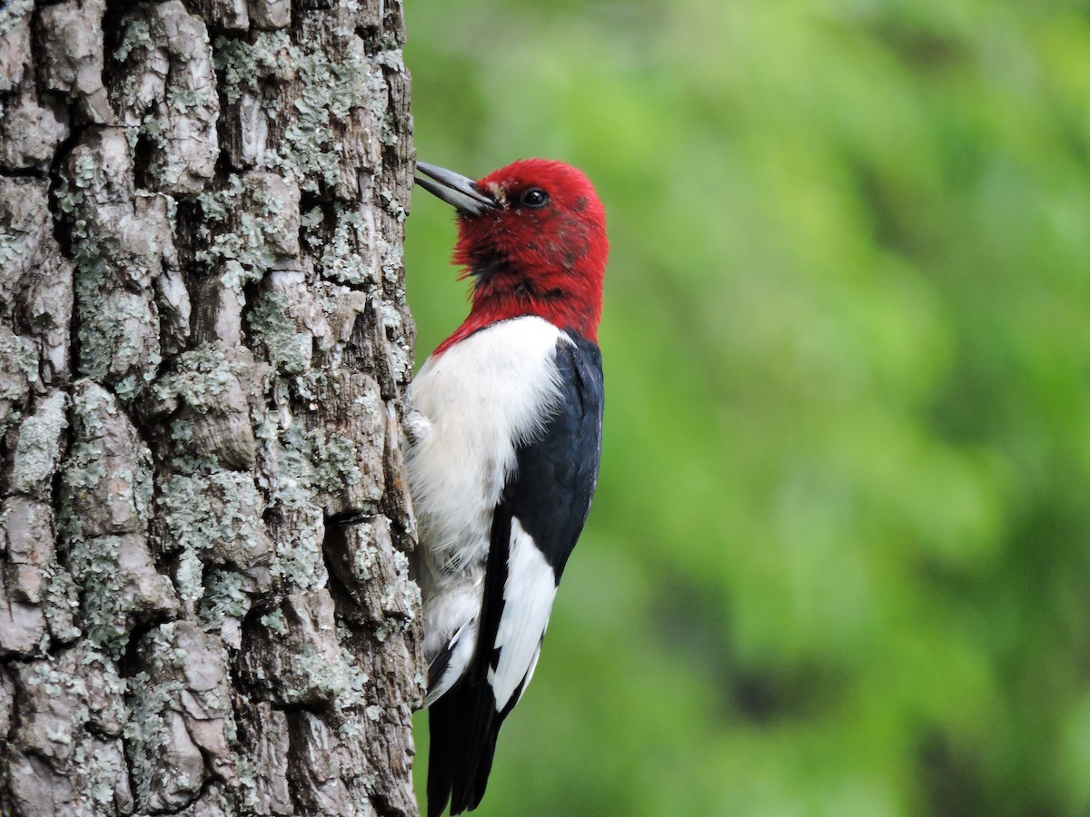 Red-headed Woodpecker - ML107078291
