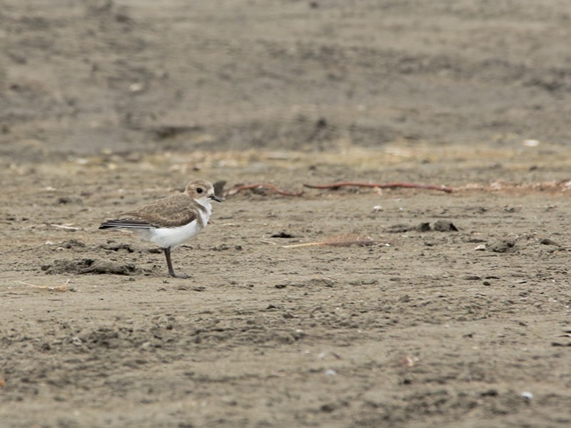 Two-banded Plover - Gonzalo Labarrera