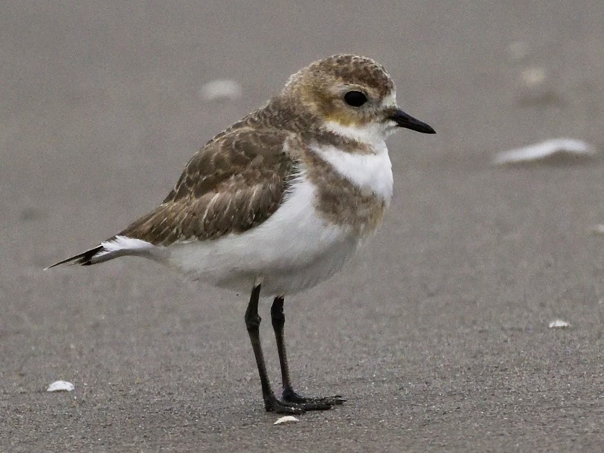 Two-banded Plover - Miguel Ansenuza