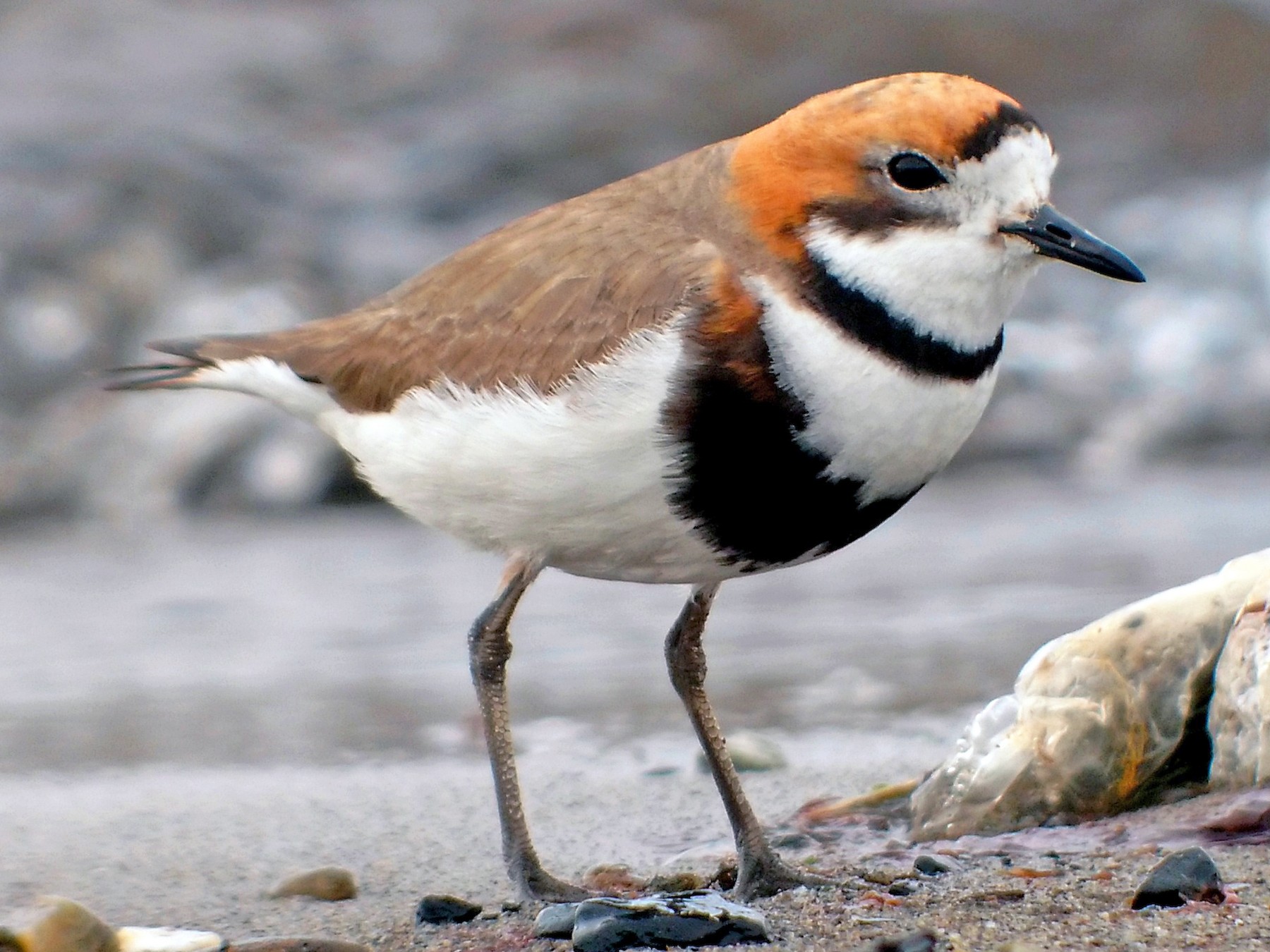 Two-banded Plover - Dominic Cormier