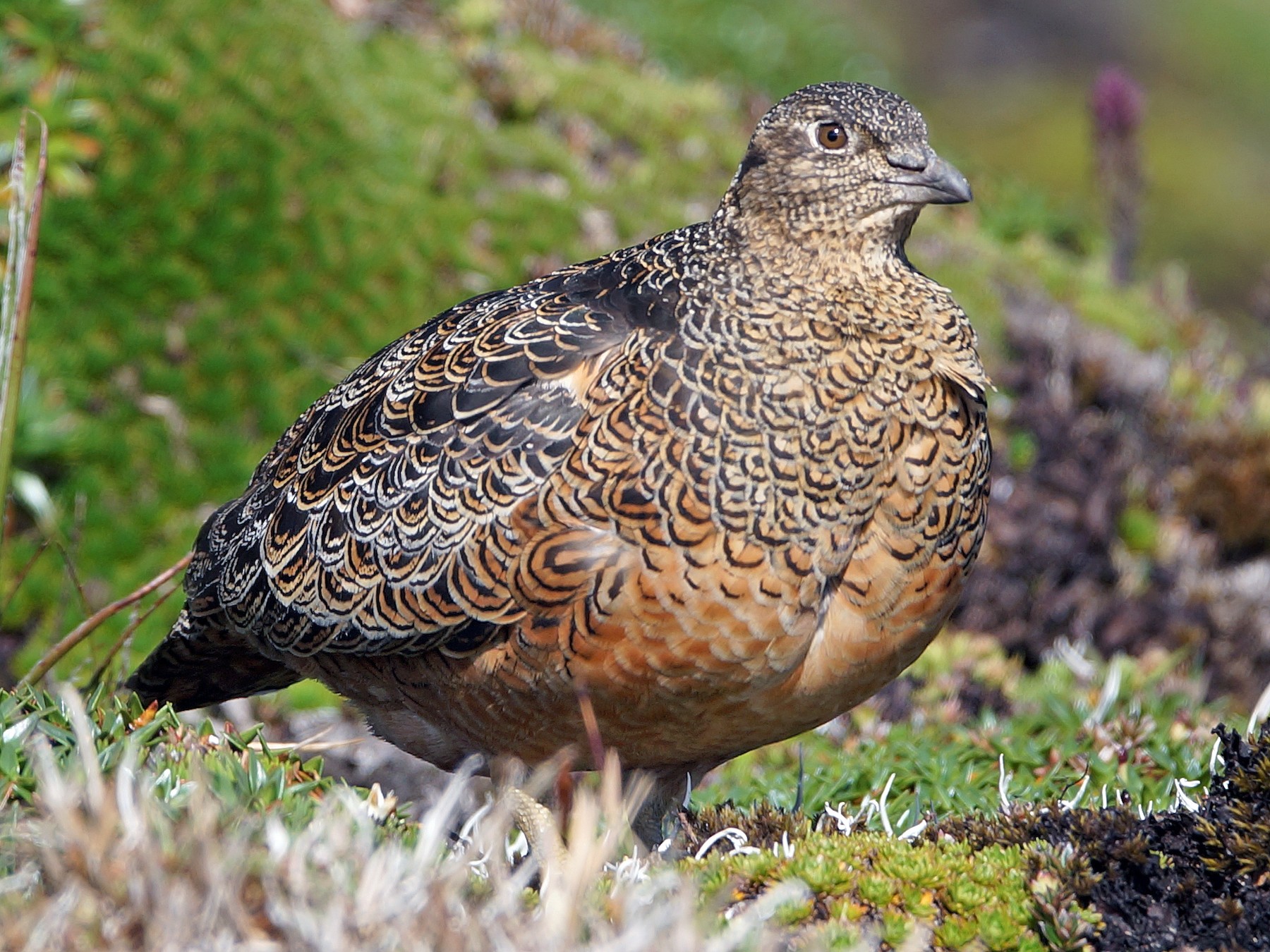 Rufous-bellied Seedsnipe - eBird