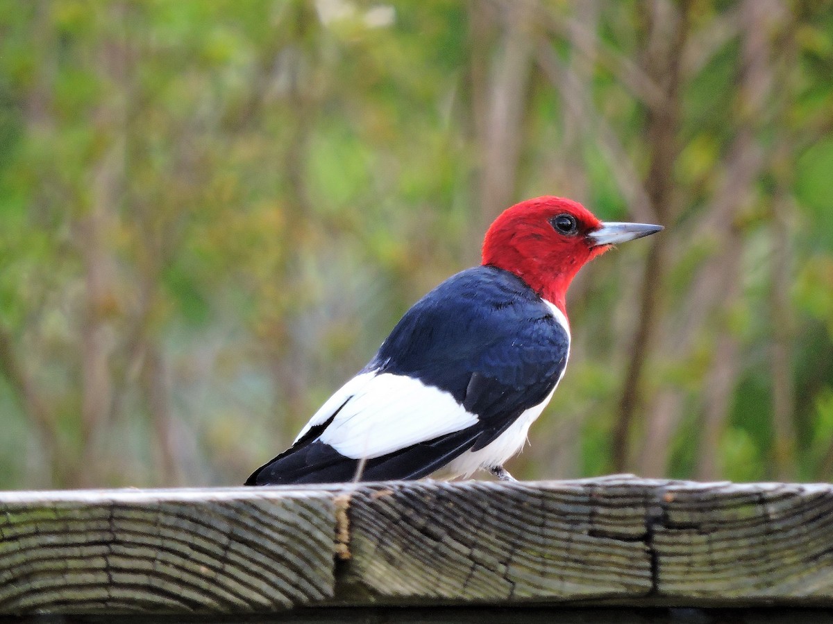 Red-headed Woodpecker - ML107082481