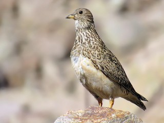  - Gray-breasted Seedsnipe
