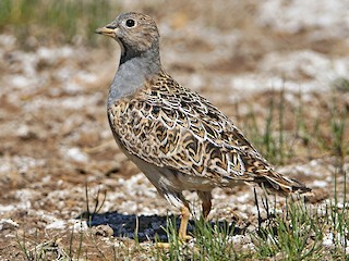  - Gray-breasted Seedsnipe