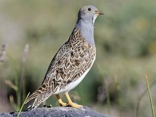  - Gray-breasted Seedsnipe