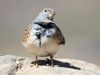  - Gray-breasted Seedsnipe