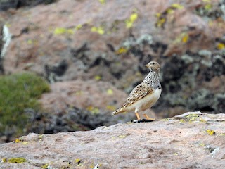  - Gray-breasted Seedsnipe