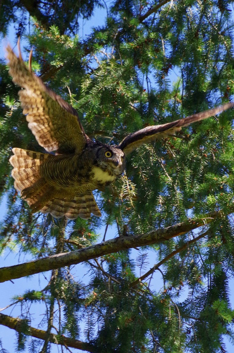 Great Horned Owl - ML107084101