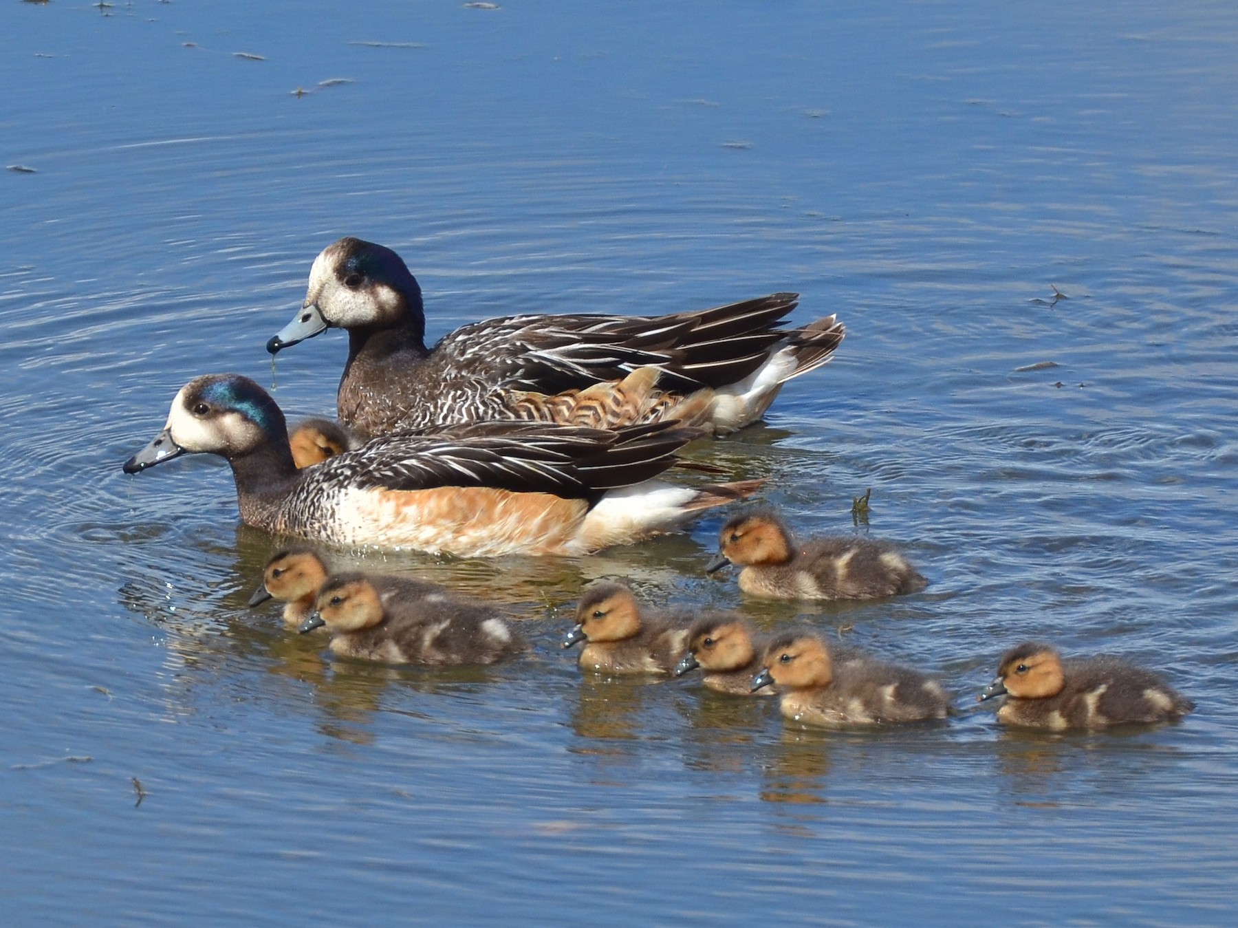 Chiloe Wigeon - Pablo Gutiérrez Maier