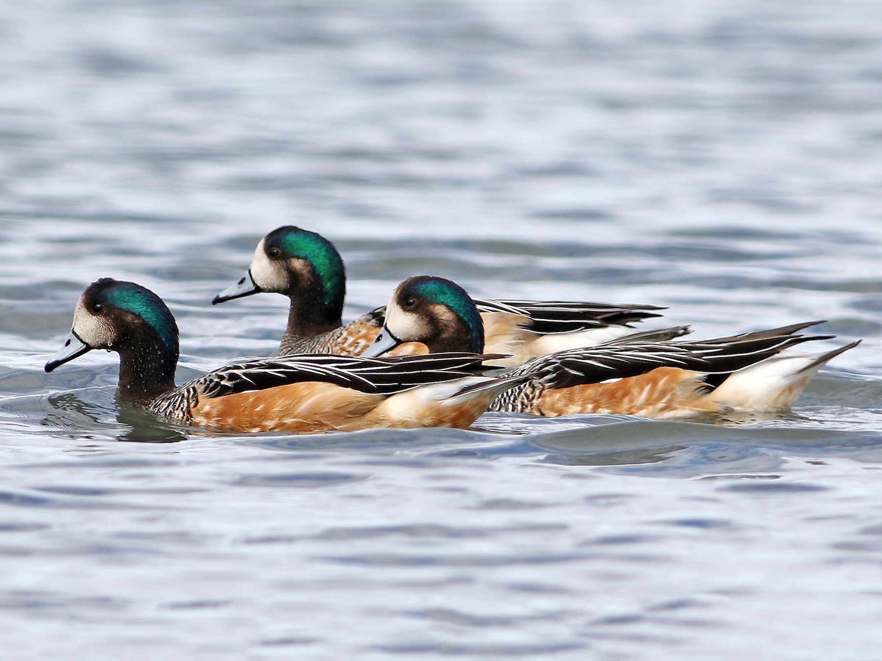 Chiloe Wigeon - Andrew Spencer