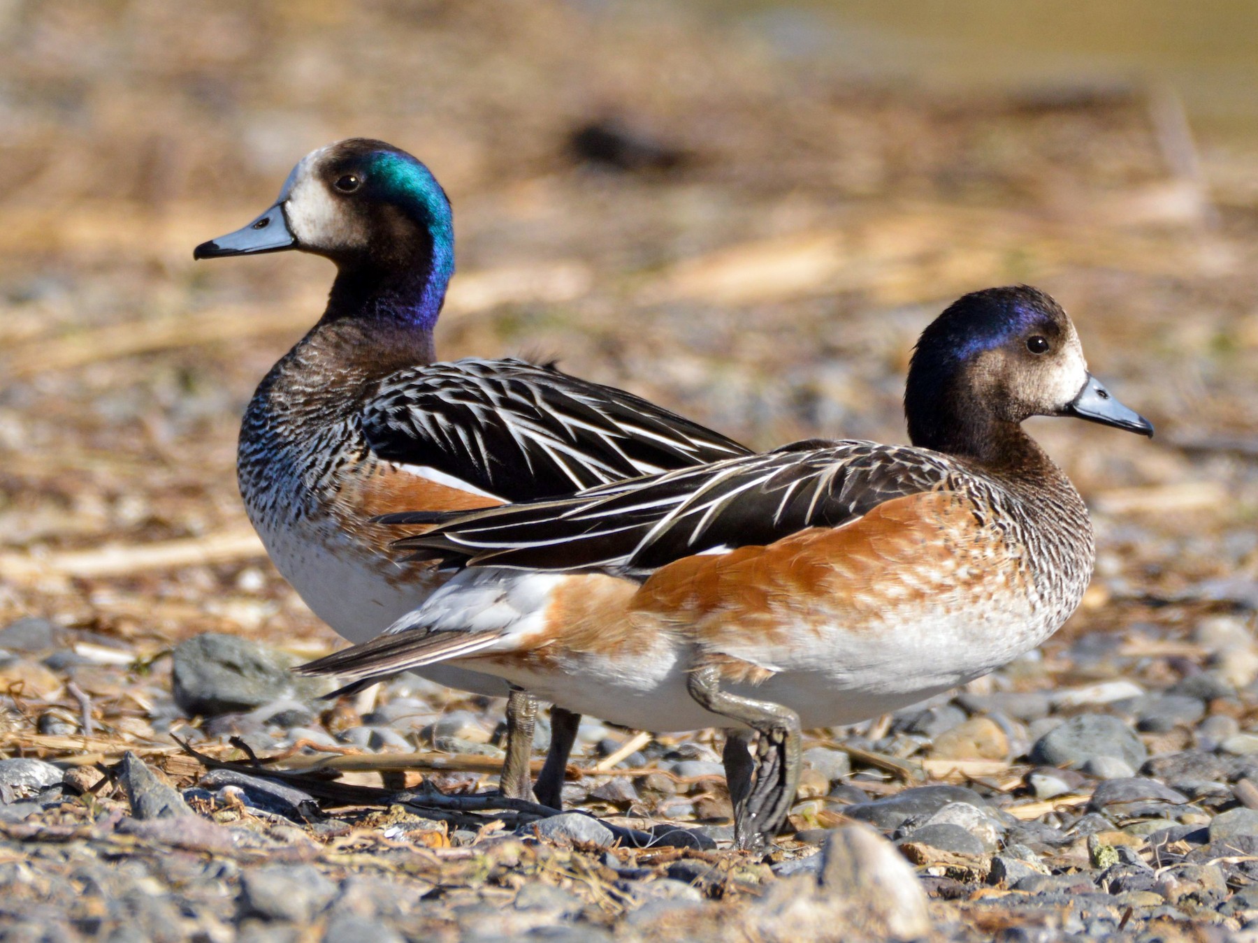 Chiloe Wigeon - Maria Fernanda Gauna