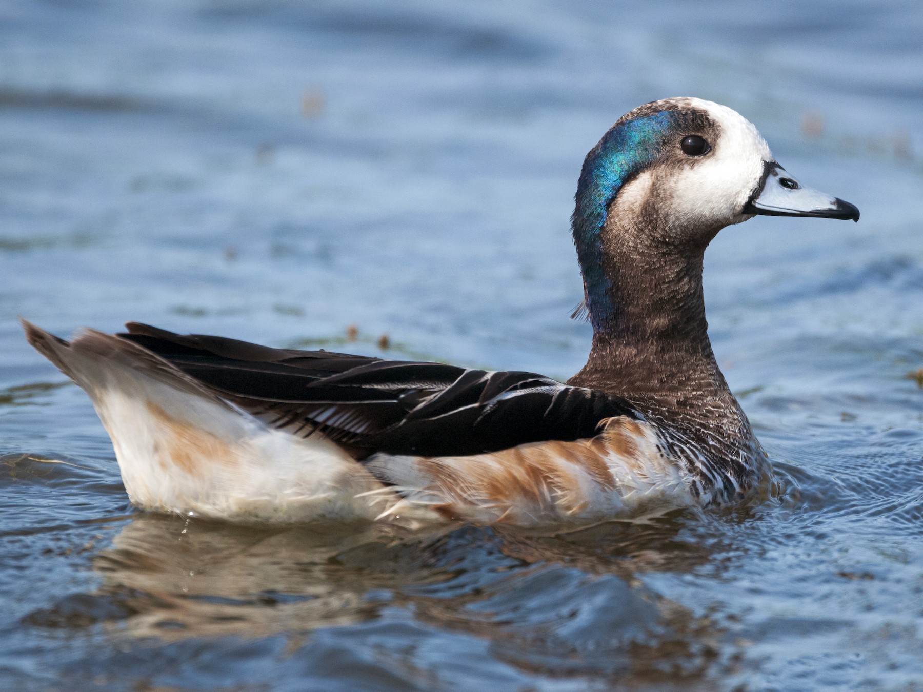 Chiloe Wigeon - Claudia Brasileiro