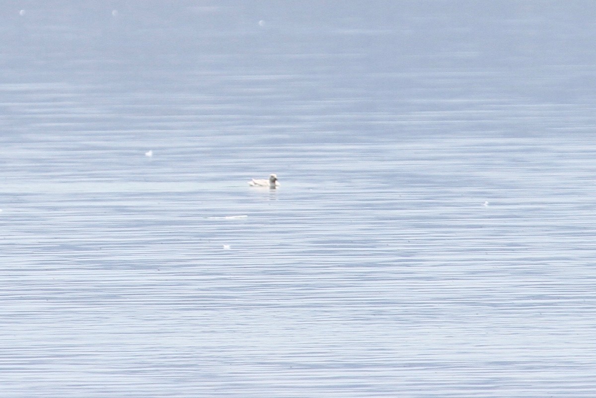 Long-tailed Duck - ML107088451