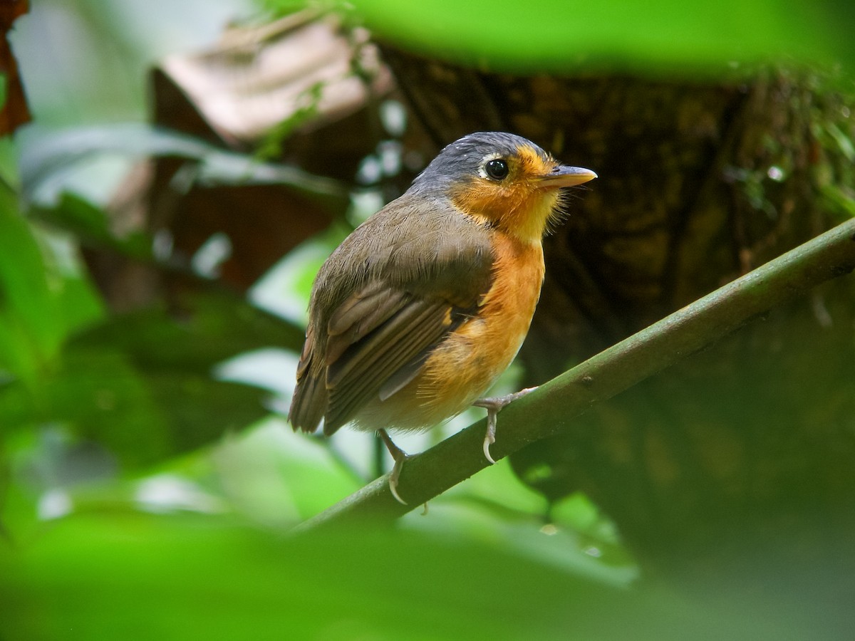 Sucre Antpitta - Nick Athanas