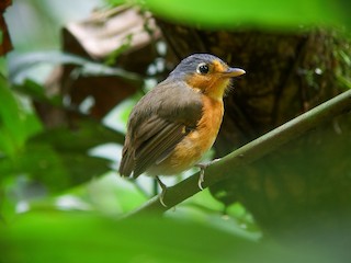  - Sucre Antpitta