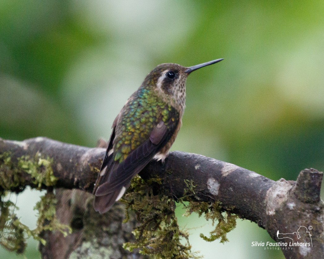 Speckled Hummingbird - Silvia Faustino Linhares