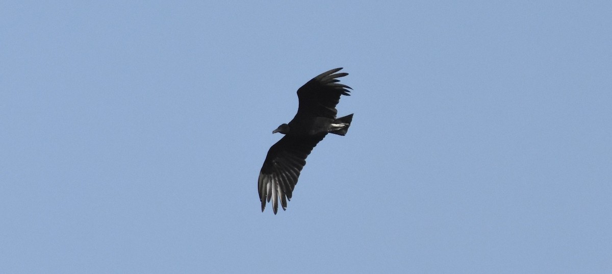 Black Vulture - Chris Rohrer