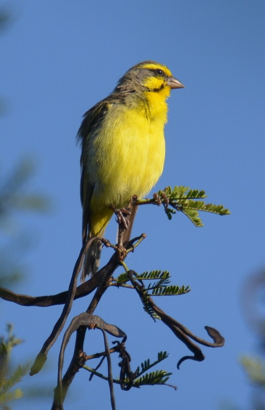Yellow-fronted Canary - Simon Tonge