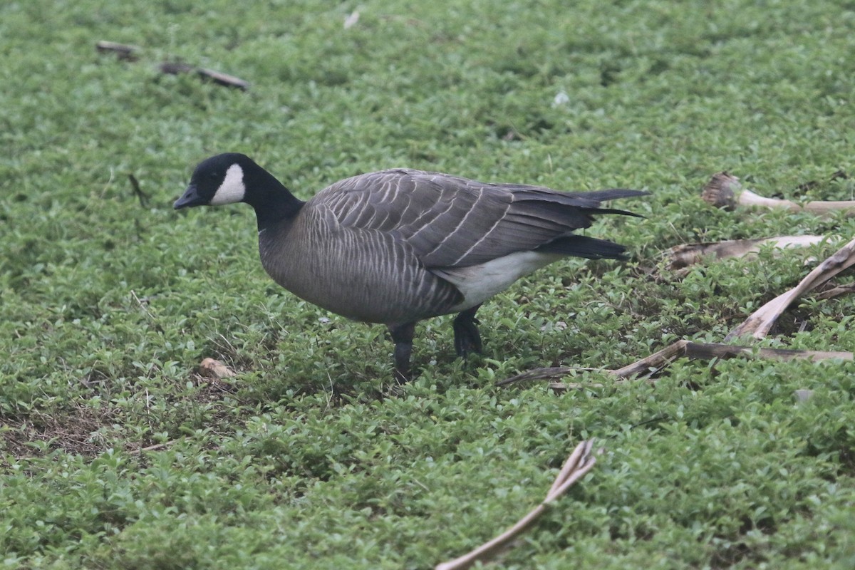 Cackling Goose (minima) - ML107094121
