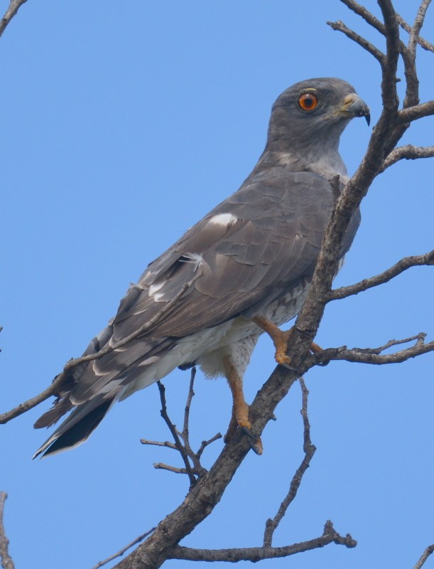 African Cuckoo-Hawk - Simon Tonge