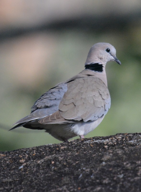 Ring-necked Dove - Simon Tonge