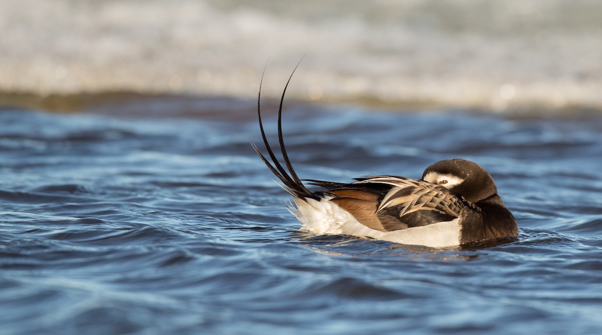 Long-tailed Duck - ML107098581