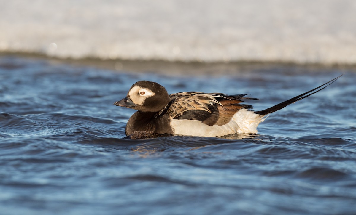 Long-tailed Duck - ML107098591