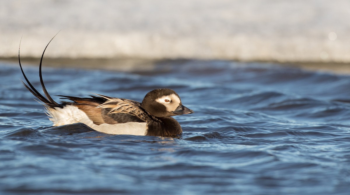 Long-tailed Duck - Ian Davies