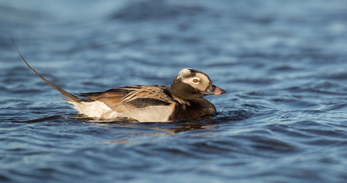 Long-tailed Duck - ML107098611