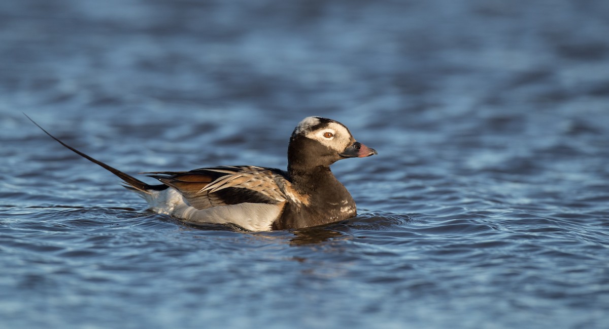 Long-tailed Duck - ML107098631
