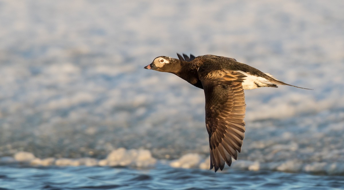 Long-tailed Duck - ML107098651