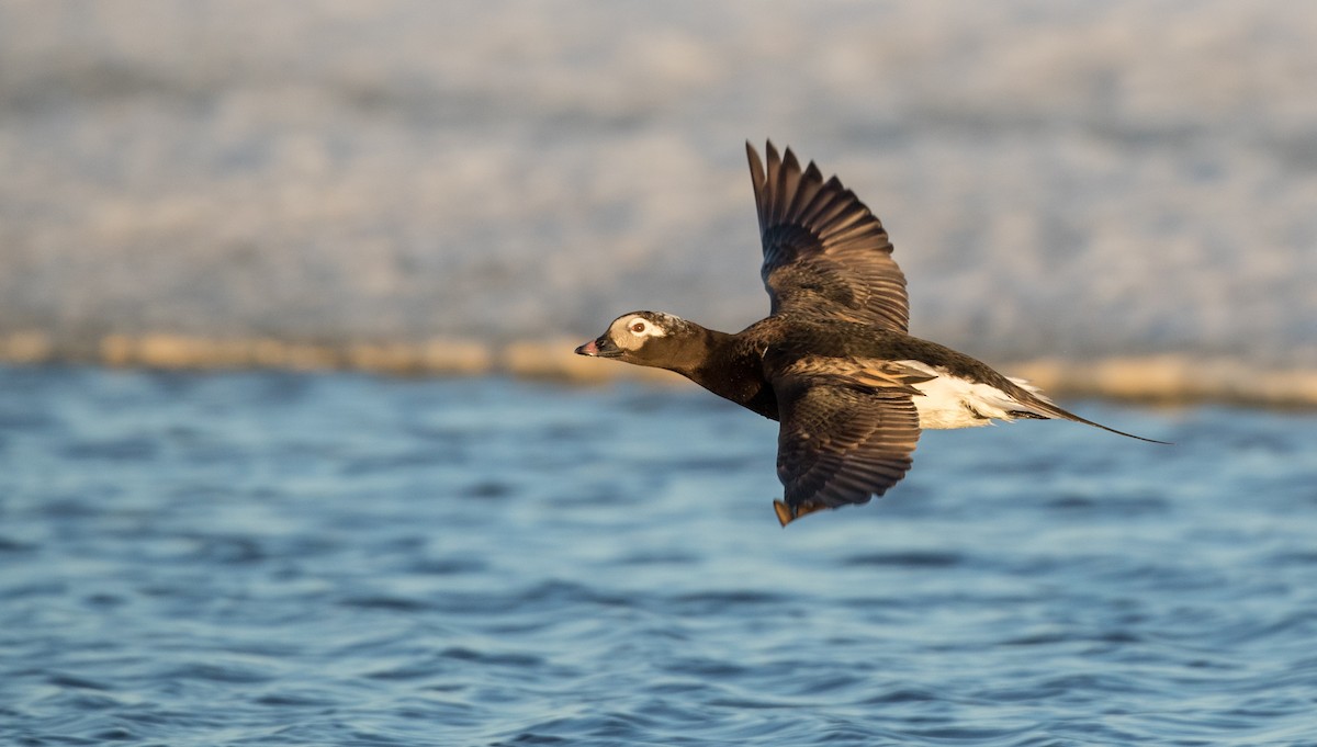 Long-tailed Duck - ML107098661
