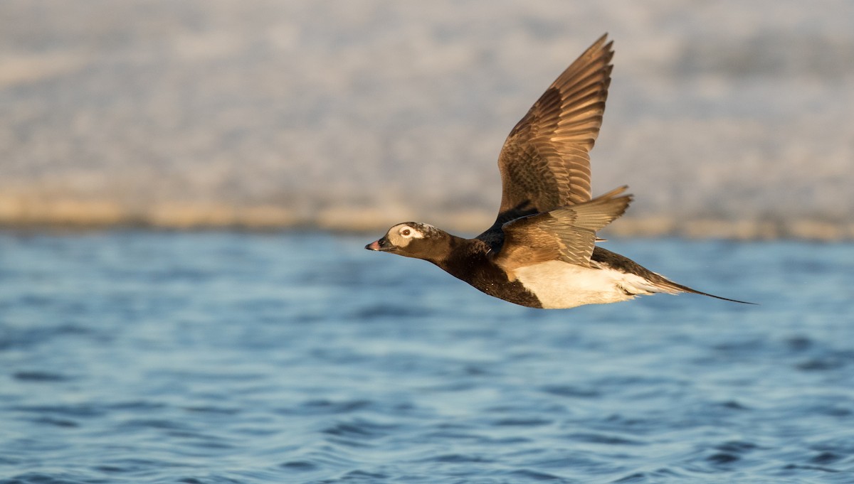 Long-tailed Duck - ML107098691