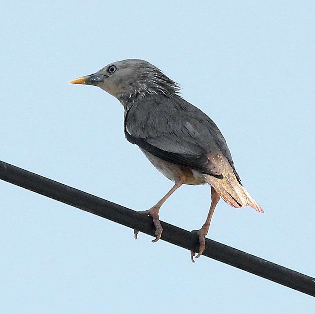Chestnut-tailed Starling - ML107099691