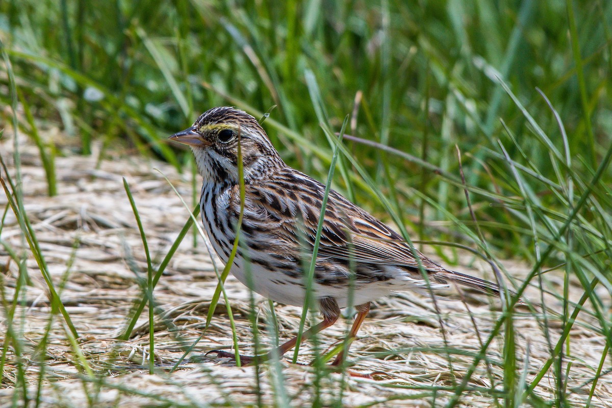 Savannah Sparrow - ML107101901