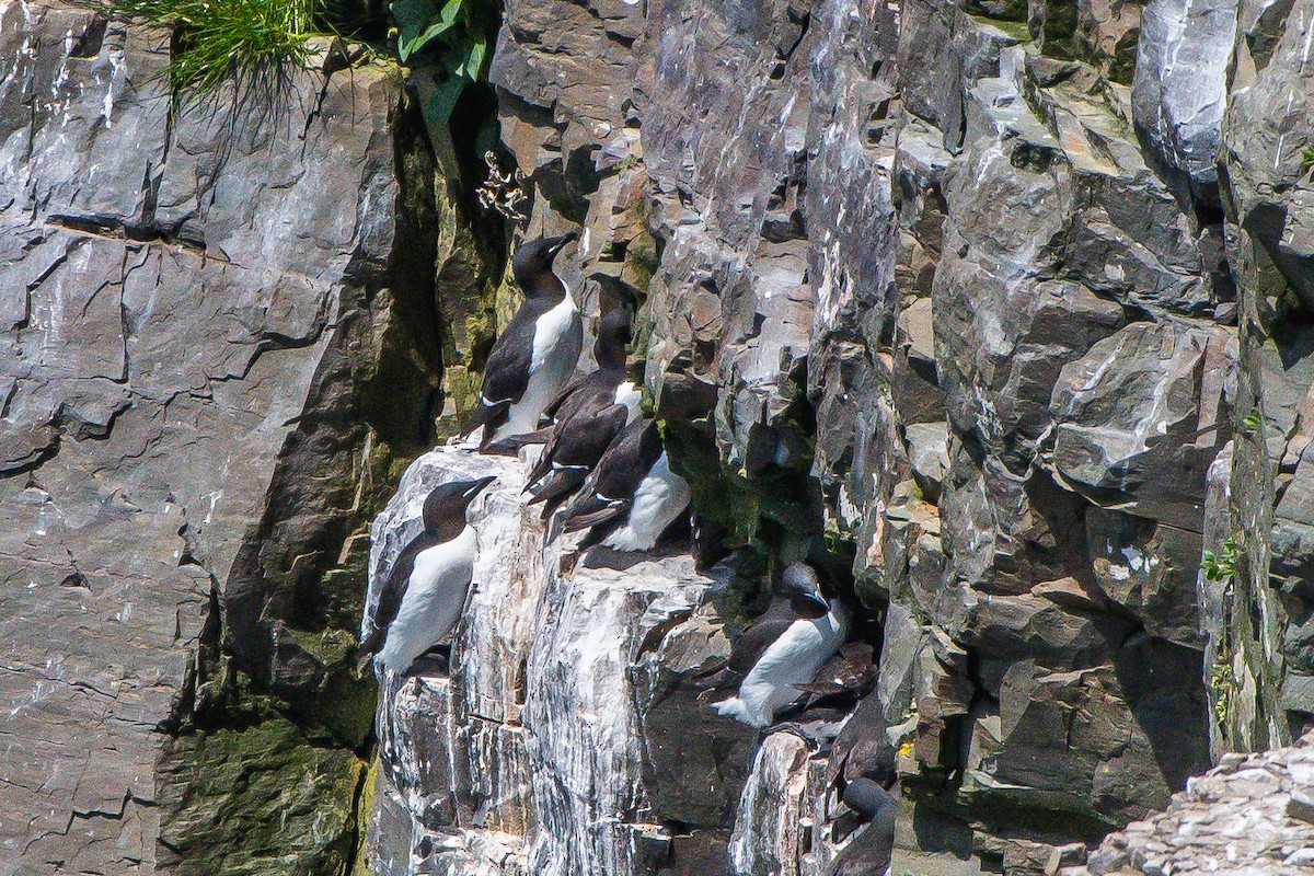 Thick-billed Murre - ML107102151