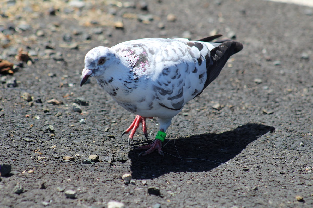 Rock Pigeon (Feral Pigeon) - ML107102991