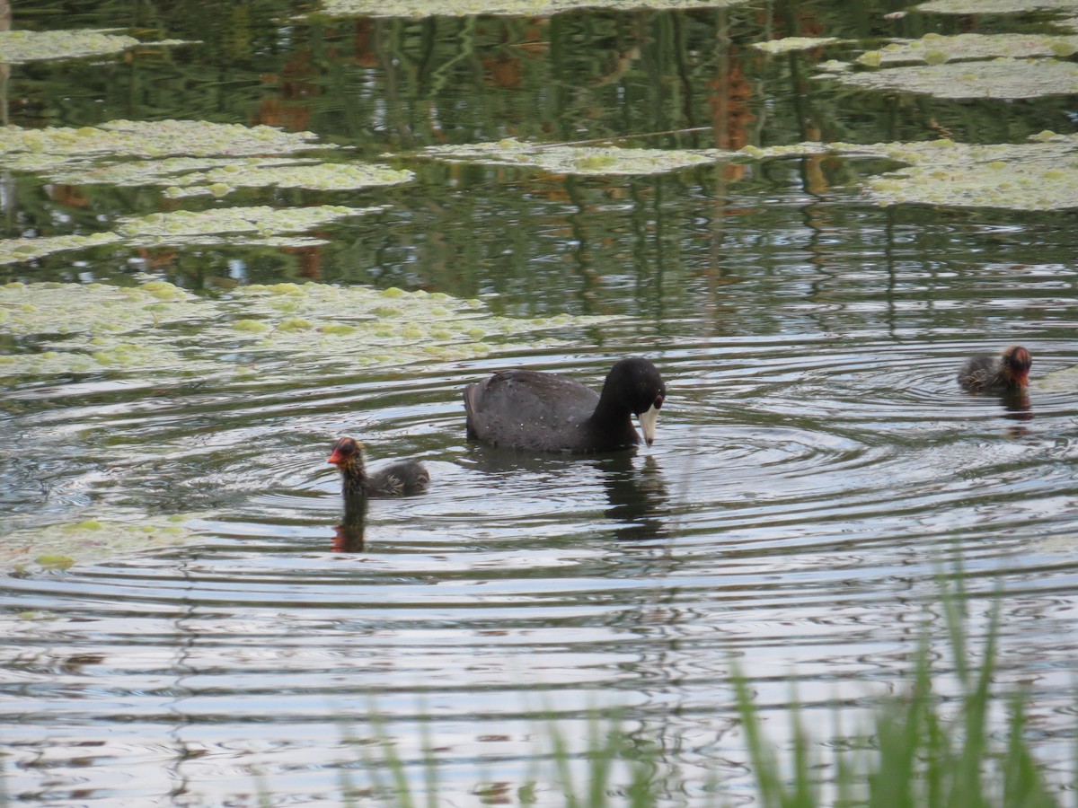 American Coot (Red-shielded) - ML107104251