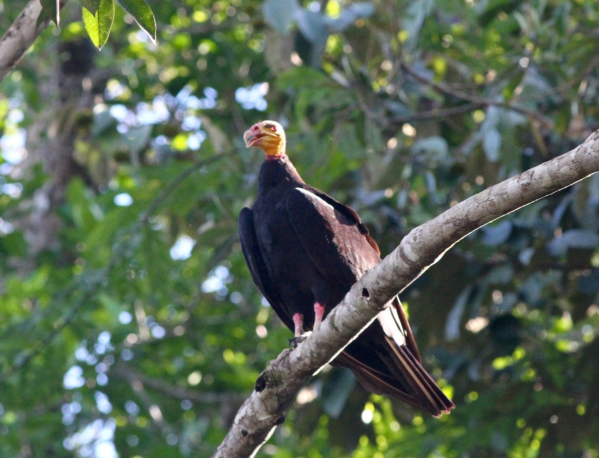 Greater Yellow-headed Vulture - Anthony Collerton