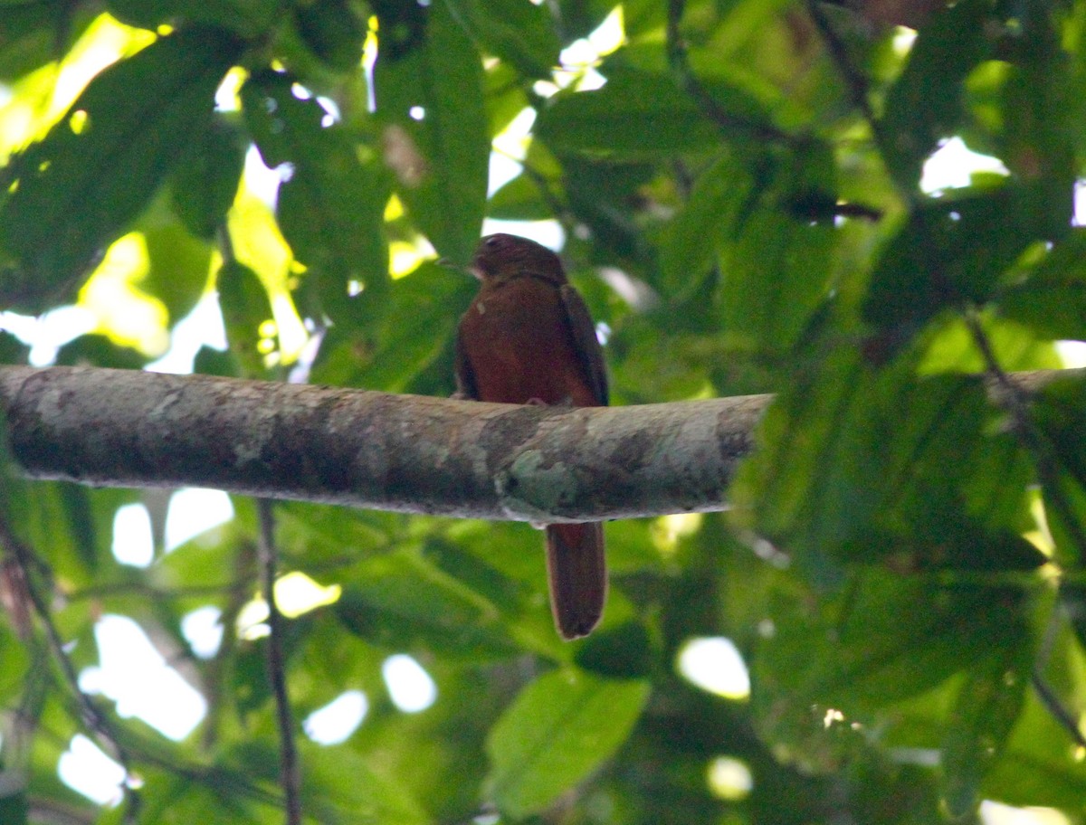Guianan Red-Cotinga - Anthony Collerton