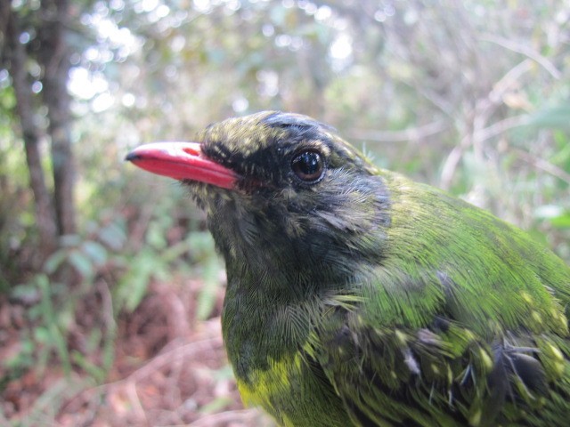 Green-and-black Fruiteater - ML107105731