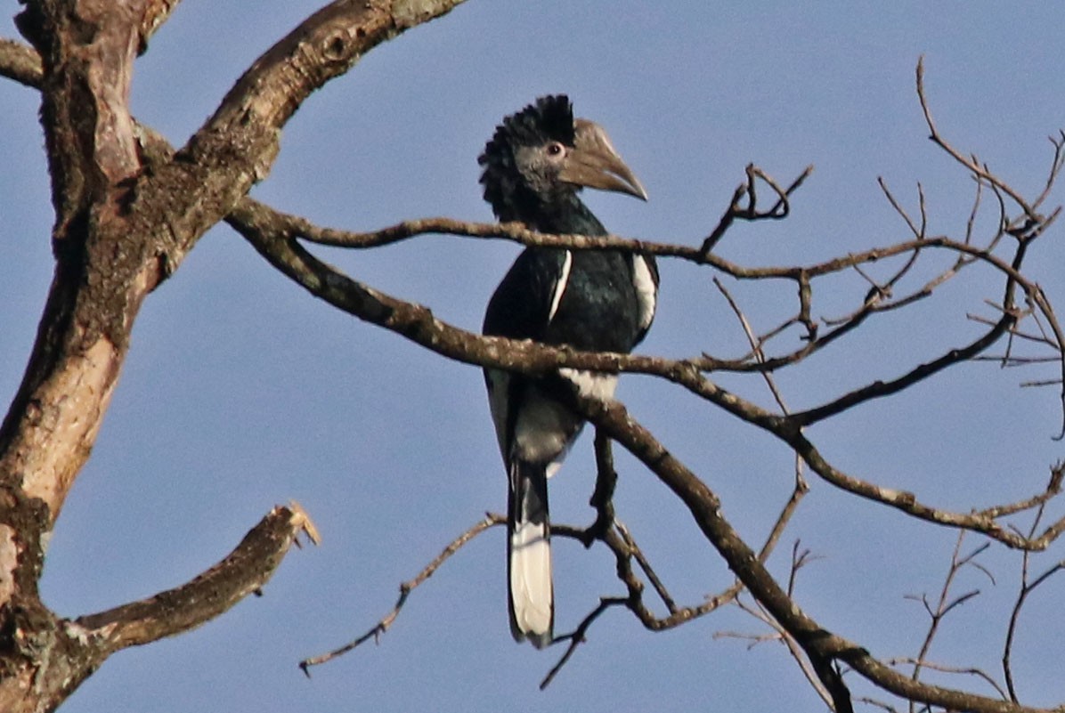 Black-and-white-casqued Hornbill - Joan and/or George Sims