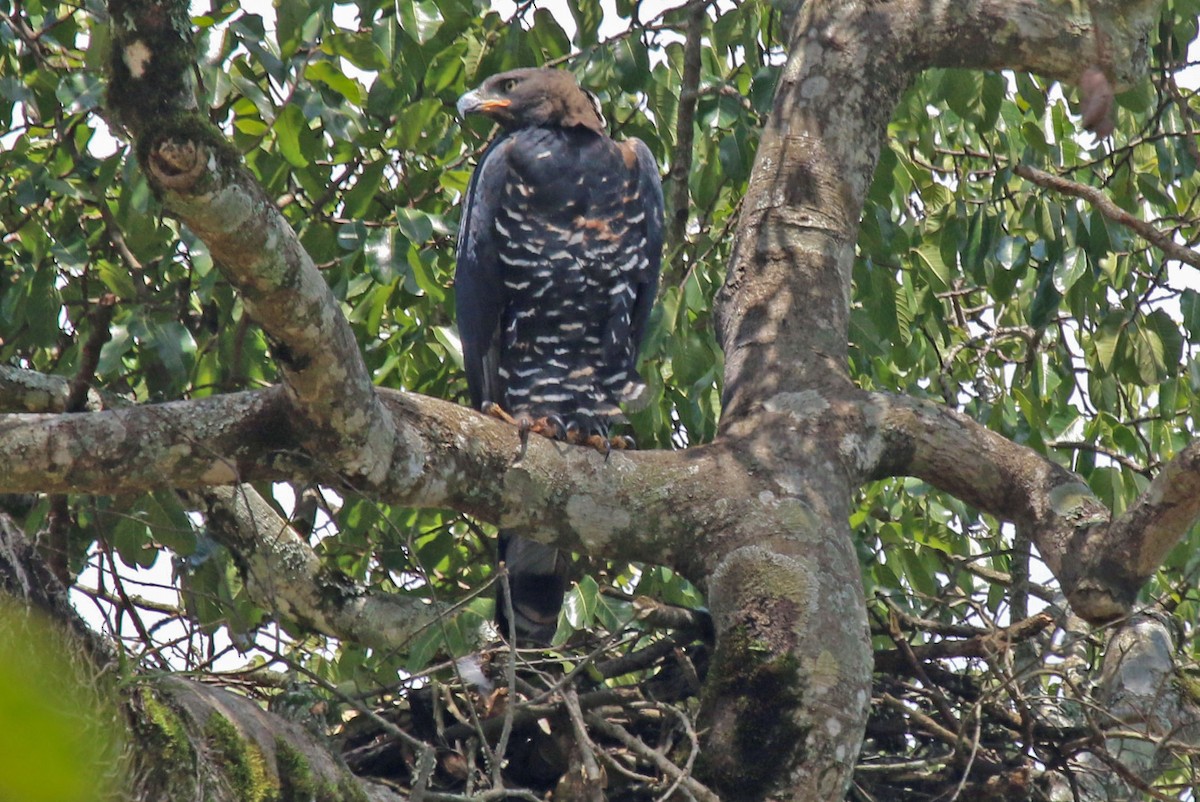 Crowned Eagle - Joan and/or George Sims