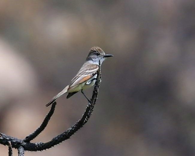 Ash-throated Flycatcher - Mary McSparen