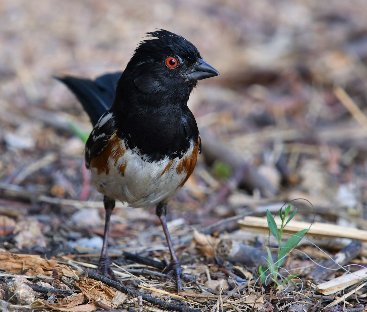 Spotted Towhee - Mary McSparen